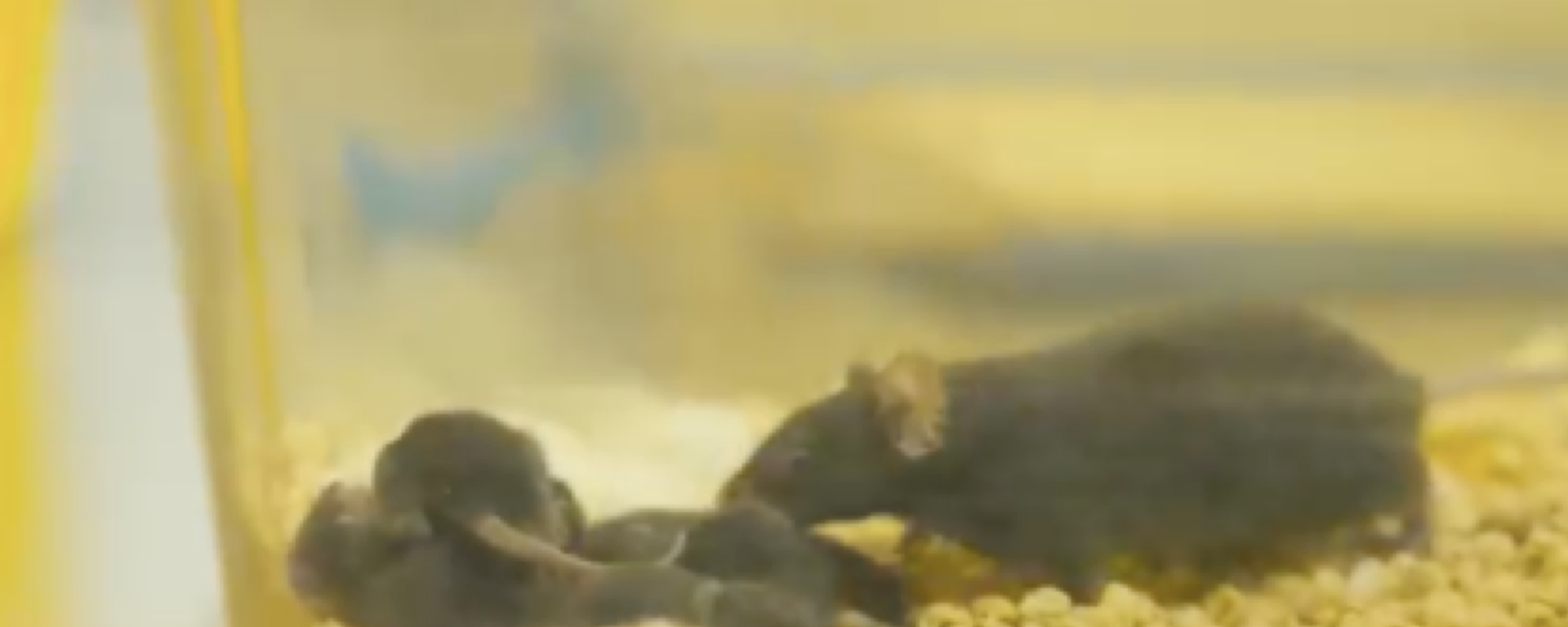 “太空小鼠”后代 - 俄罗斯卫星通讯社, 1920, 27.12.2025