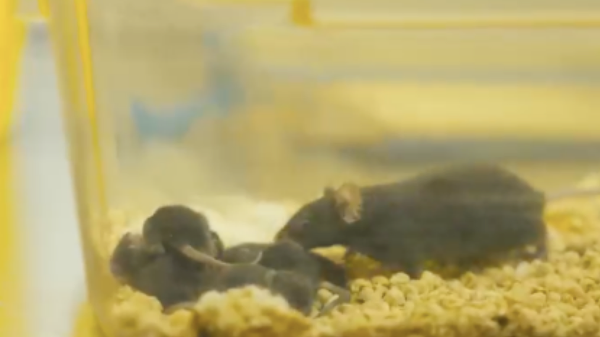 “太空小鼠”后代 - 俄罗斯卫星通讯社