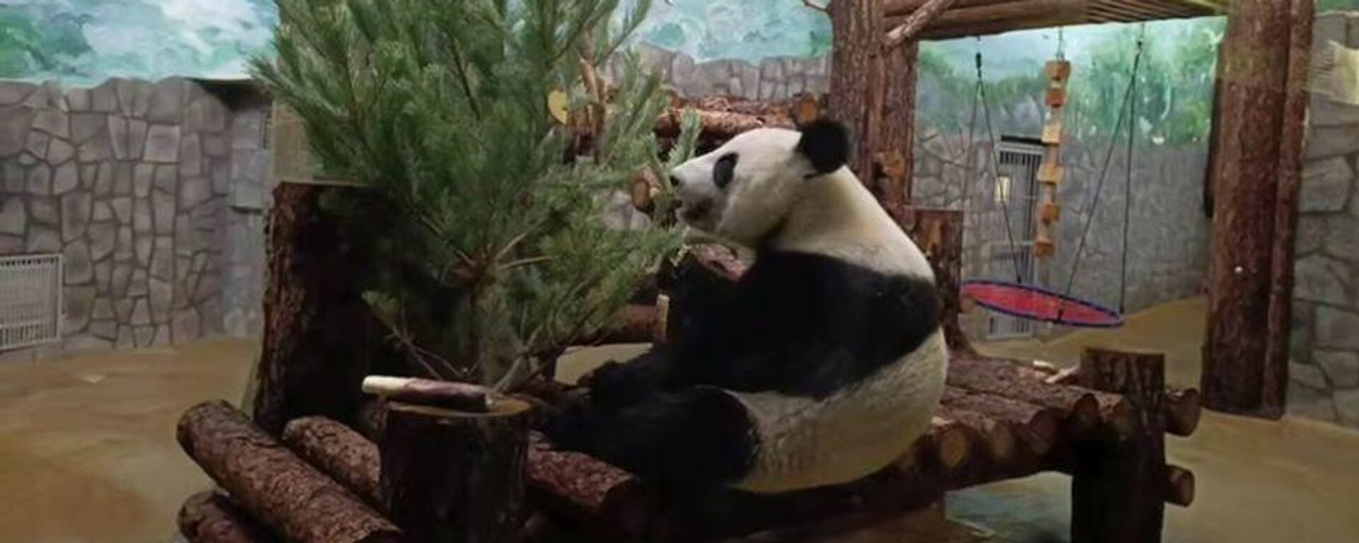 莫斯科动物园大熊猫“卡秋莎”收到一挂满零食松树作为礼物 - 俄罗斯卫星通讯社, 1920, 15.01.2026