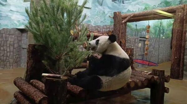 莫斯科动物园大熊猫“卡秋莎”收到一挂满零食松树作为礼物 - 俄罗斯卫星通讯社