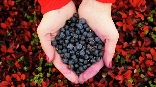 蓝莓 - 俄罗斯卫星通讯社