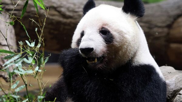 “蕾蕾”正在吃竹子 - 俄罗斯卫星通讯社