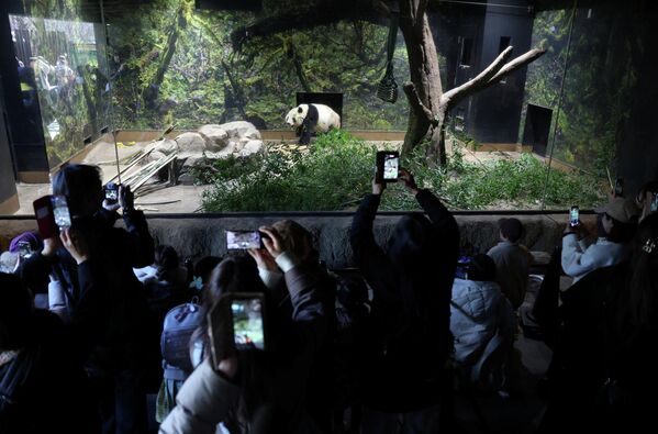 在东京上野动物园，游客们排队观看大熊猫，这是它们启程回国前的最后参观日。 - 俄罗斯卫星通讯社