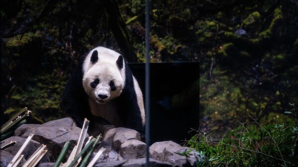 日方希望继续向中方租借大熊猫 - 俄罗斯卫星通讯社