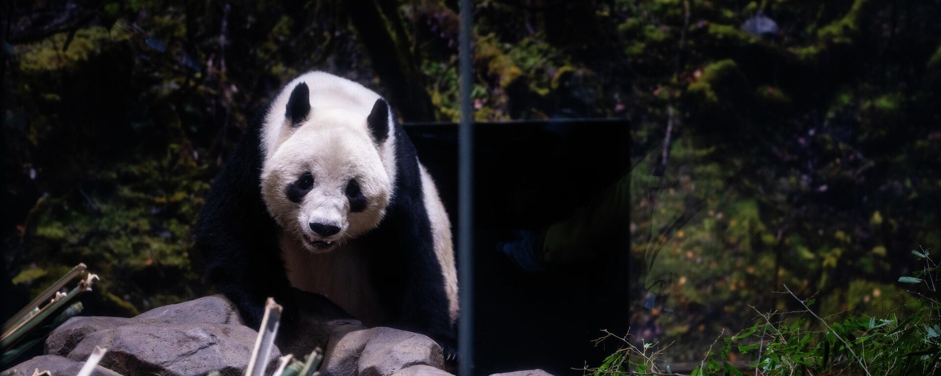 日方希望继续向中方租借大熊猫 - 俄罗斯卫星通讯社, 1920, 27.01.2026