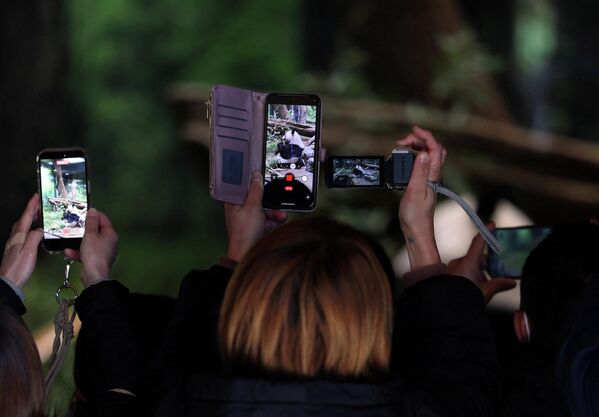 在东京上野动物园，游客们排队观看大熊猫，给它们拍照录像。 - 俄罗斯卫星通讯社