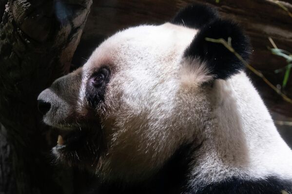 大熊猫“蕾蕾”在日本东京上野动物园最后一次公开亮相。 - 俄罗斯卫星通讯社