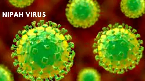 尼帕病毒 - 俄罗斯卫星通讯社