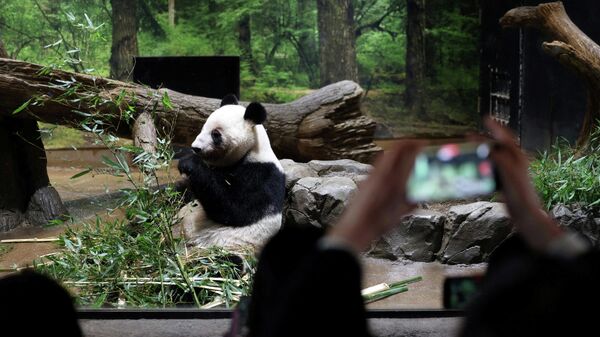 旅日大熊猫“晓晓”和“蕾蕾”启程回国，日本大熊猫数量清零 - 俄罗斯卫星通讯社