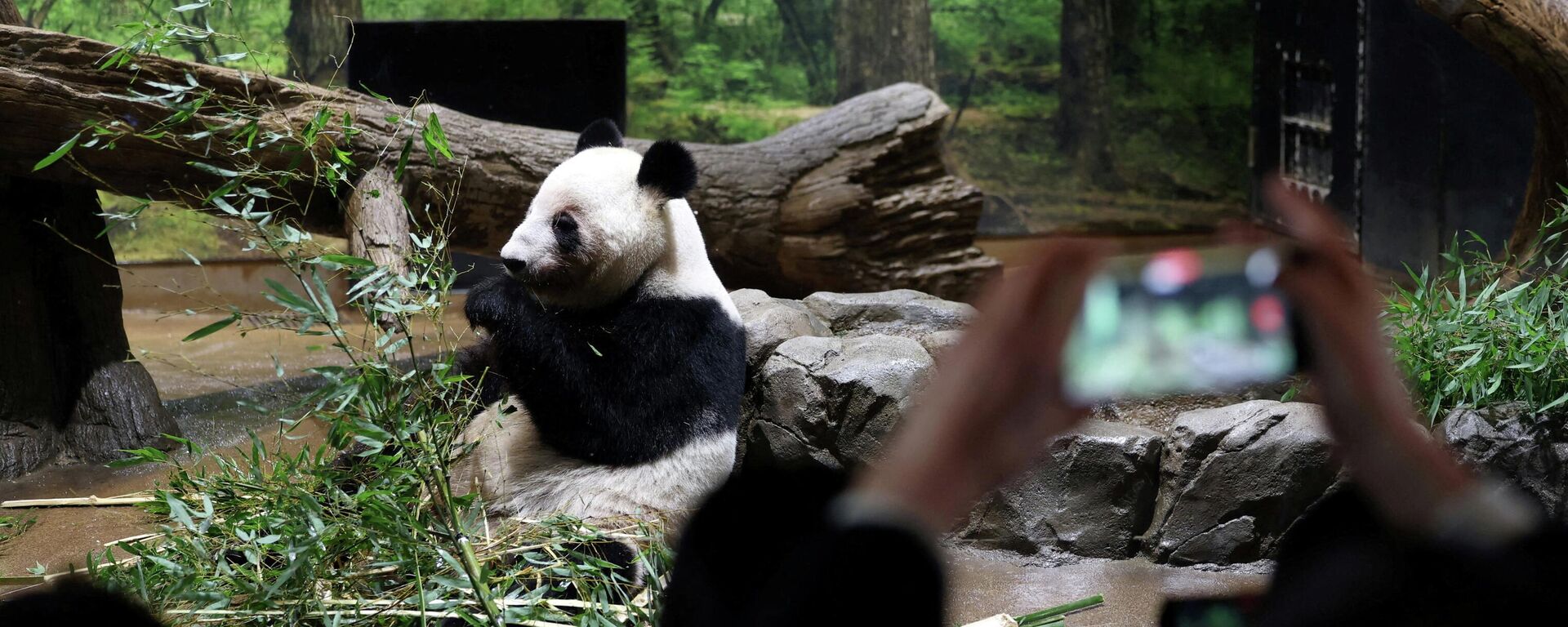 旅日大熊猫“晓晓”和“蕾蕾”启程回国，日本大熊猫数量清零 - 俄罗斯卫星通讯社, 1920, 27.01.2026