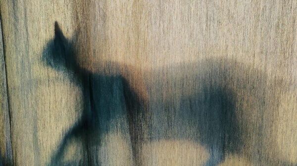 TEST! DO NOT TOUCH! - 俄羅斯衛星通訊社