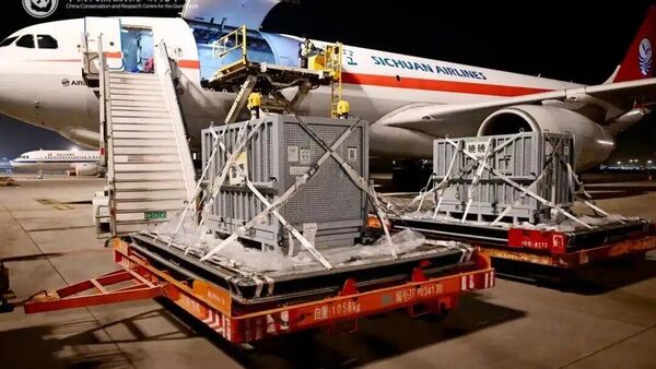 旅日大熊猫“晓晓”“蕾蕾”回到家乡 - 俄罗斯卫星通讯社