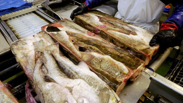 冷凍魚類 - 俄羅斯衛星通訊社