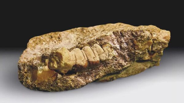 俄罗斯国家技术集团旗下加里宁格勒琥珀联合工厂新闻处 - 俄罗斯卫星通讯社