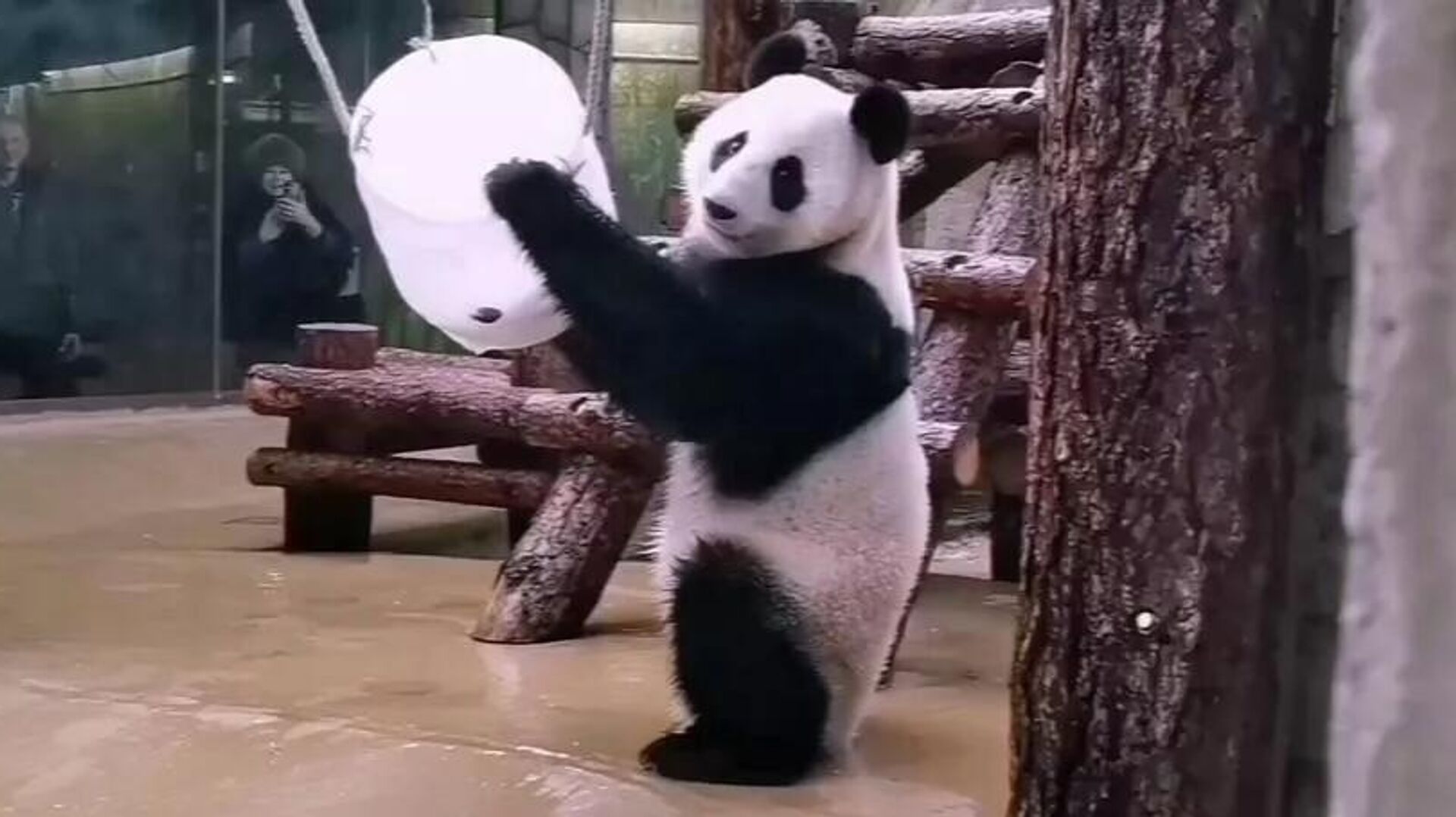 莫斯科动物园大熊猫“喀秋莎”解开装有美食的小桶 - 俄罗斯卫星通讯社, 1920, 03.03.2026