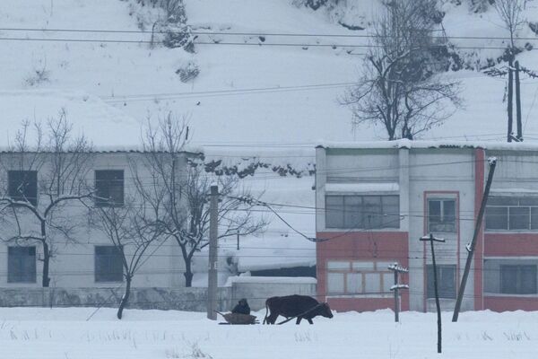 2026年1月15日，从中国吉林省集安市眺望，一名朝鲜人在鸭绿江朝鲜一侧的住宅楼前，乘坐由牲畜拉着的雪橇在雪中穿行。 - 俄罗斯卫星通讯社