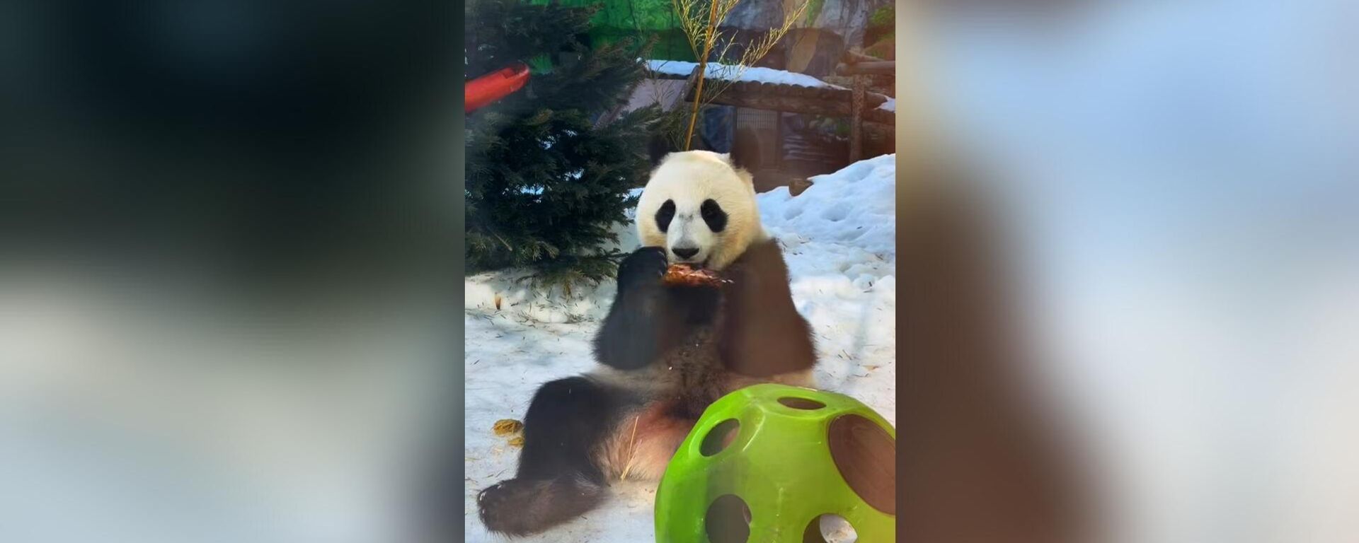 莫斯科動物園3月15日將舉辦國際熊貓日慶祝活動 - 俄羅斯衛星通訊社, 1920, 13.03.2026