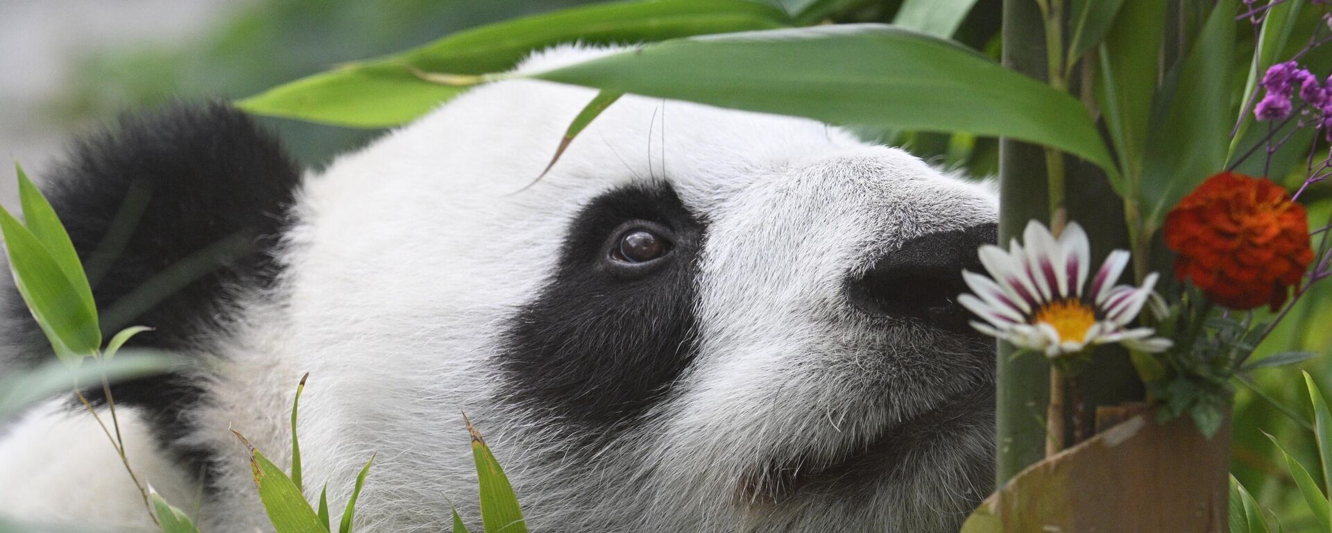 莫斯科动物园的大熊猫丁丁 - 俄罗斯卫星通讯社, 1920, 16.03.2026