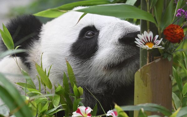 莫斯科动物园的大熊猫丁丁 - 俄罗斯卫星通讯社
