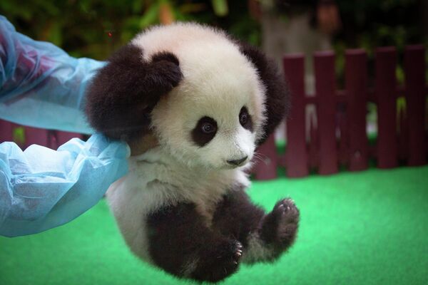 在吉隆坡动物园，一名工作人员正在和一只熊猫幼崽玩耍。 - 俄罗斯卫星通讯社