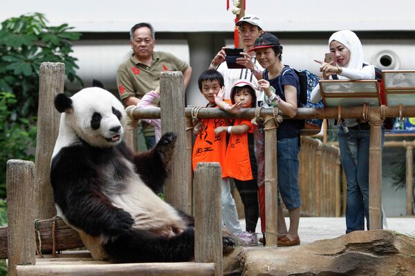 在吉隆坡动物园的大熊猫保育中心，游客们为大熊猫兴兴拍照。 - 俄罗斯卫星通讯社