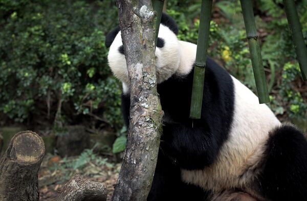 在新加坡，大熊猫嘉嘉躲在竹子后面。 - 俄罗斯卫星通讯社