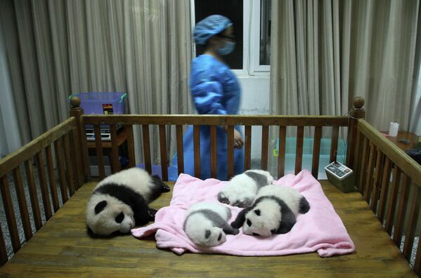 成都大熊猫繁育基地 - 俄罗斯卫星通讯社