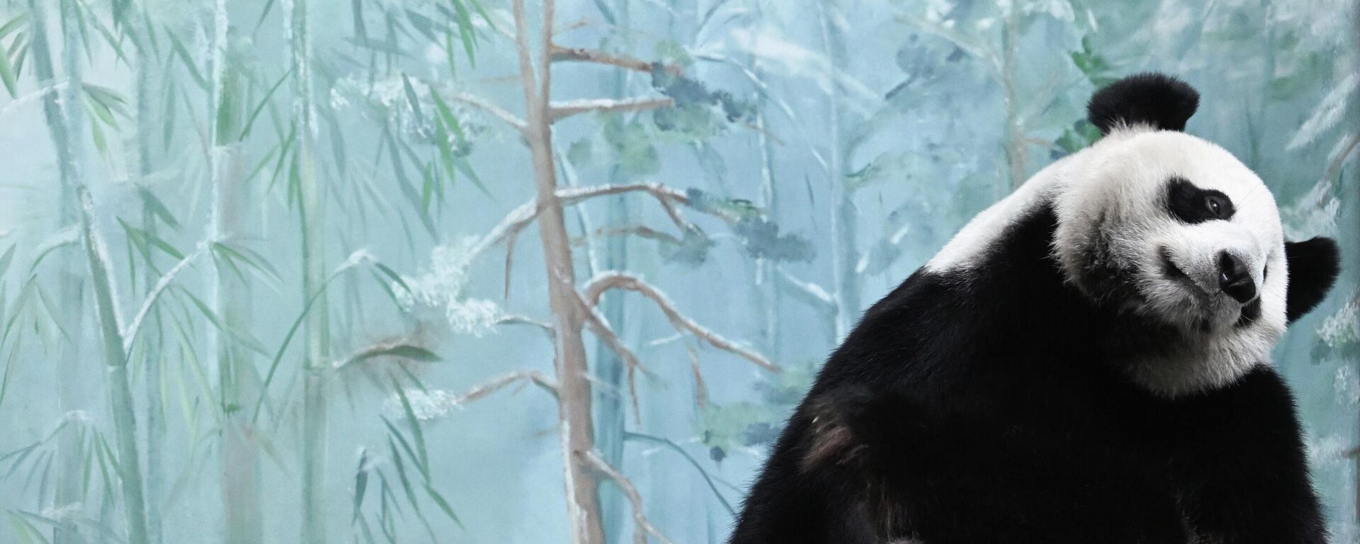 索比亚宁：莫斯科动物园将为大熊猫“喀秋莎”修建新笼舍 - 俄罗斯卫星通讯社, 1920, 30.03.2026