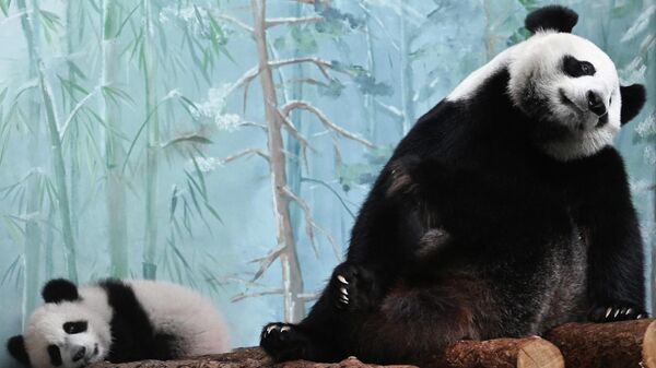 索比亞寧：莫斯科動物園將為大熊貓“喀秋莎”修建新籠捨 - 俄羅斯衛星通訊社