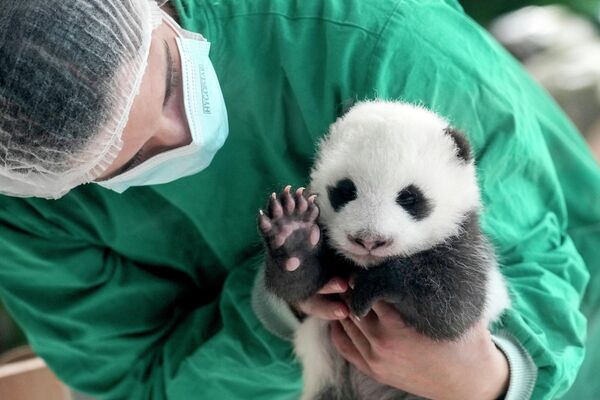 在柏林动物园举行的媒体发布会上，一名工作人员抱着新生熊猫双胞胎中的一只。 - 俄罗斯卫星通讯社