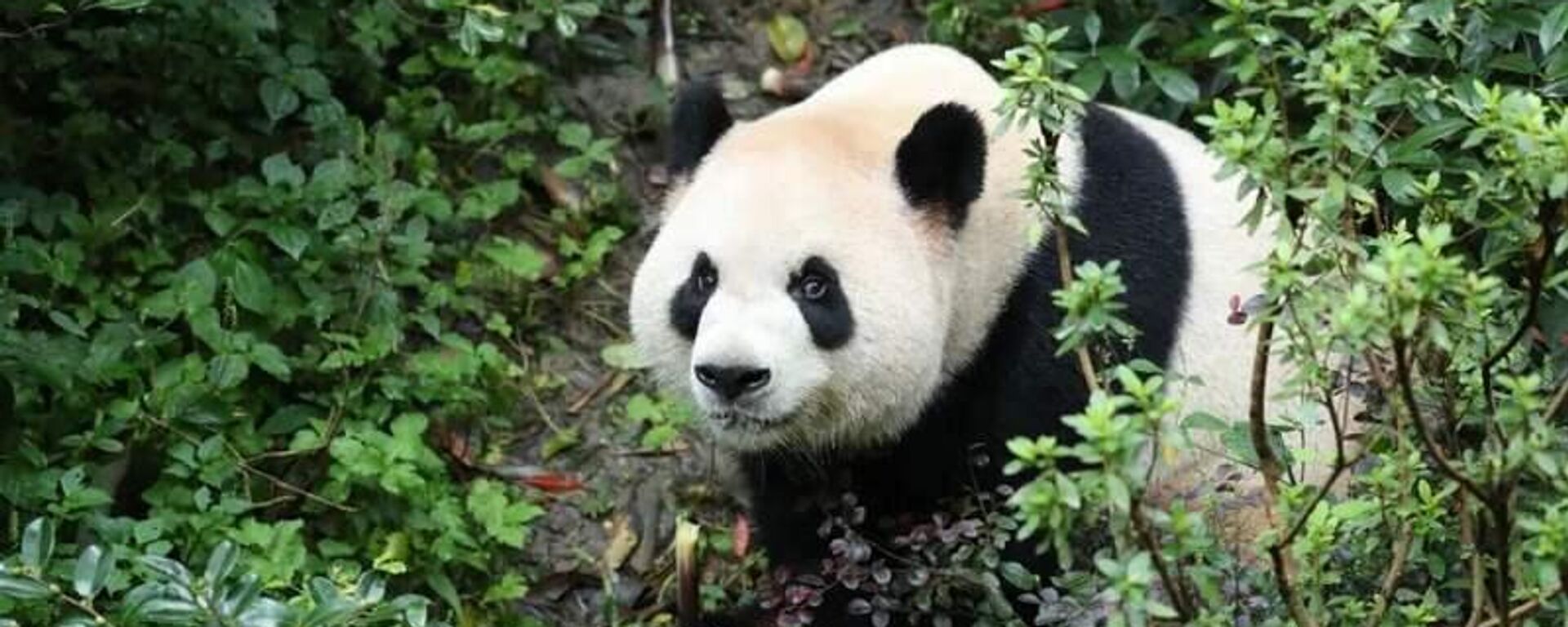 大熊猫“平平” - 俄罗斯卫星通讯社, 1920, 24.04.2026