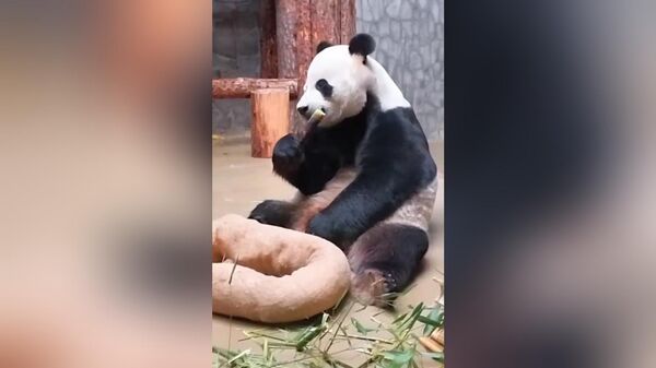 莫斯科动物园的大熊猫“如意”咬开藏有食物的环形布袋 - 俄罗斯卫星通讯社