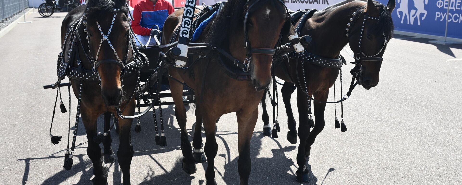 全俄三駕馬車賽事執行主任：中國及中東國家對俄羅斯比賽感興趣 - 俄羅斯衛星通訊社, 1920, 05.06.2026