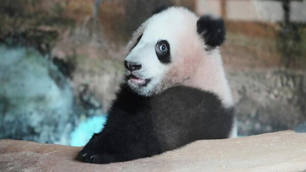 大熊貓“里奧”在茂物印尼野生動物園的圈捨里 - 俄羅斯衛星通訊社