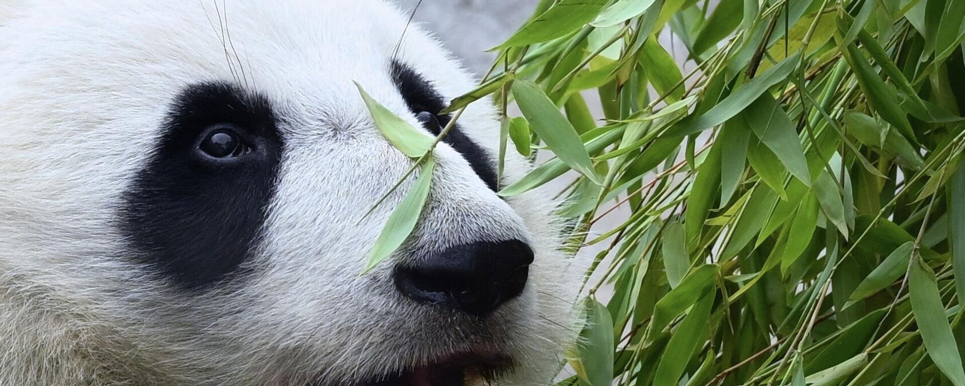 俄罗斯莫斯科动物园将庆祝大熊猫“喀秋莎”的生日 - 俄罗斯卫星通讯社, 1920, 24.08.2026