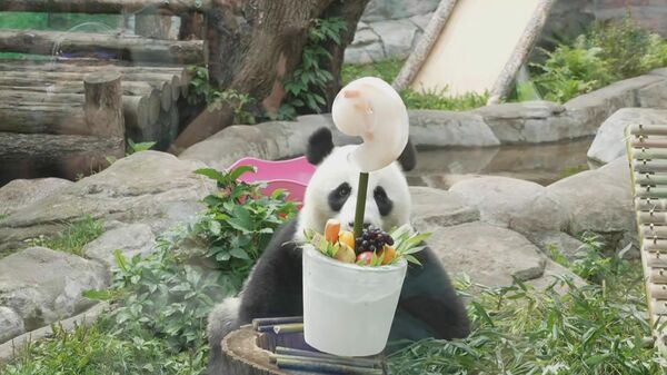 莫斯科动物园为大熊猫丁丁庆生 - 俄罗斯卫星通讯社