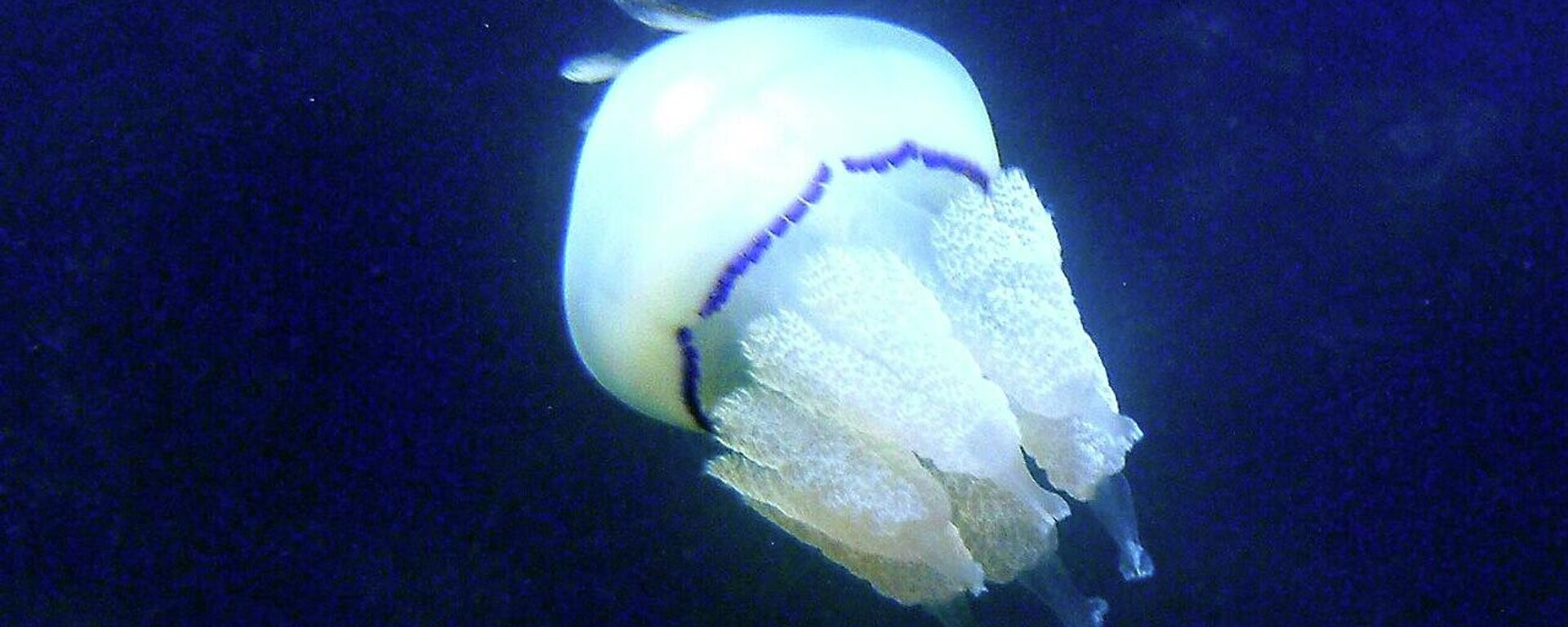 褐色根口水母 (Rhizostoma pulmo) - 俄罗斯卫星通讯社, 1920, 18.08.2026