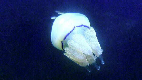 褐色根口水母 (Rhizostoma pulmo) - 俄罗斯卫星通讯社