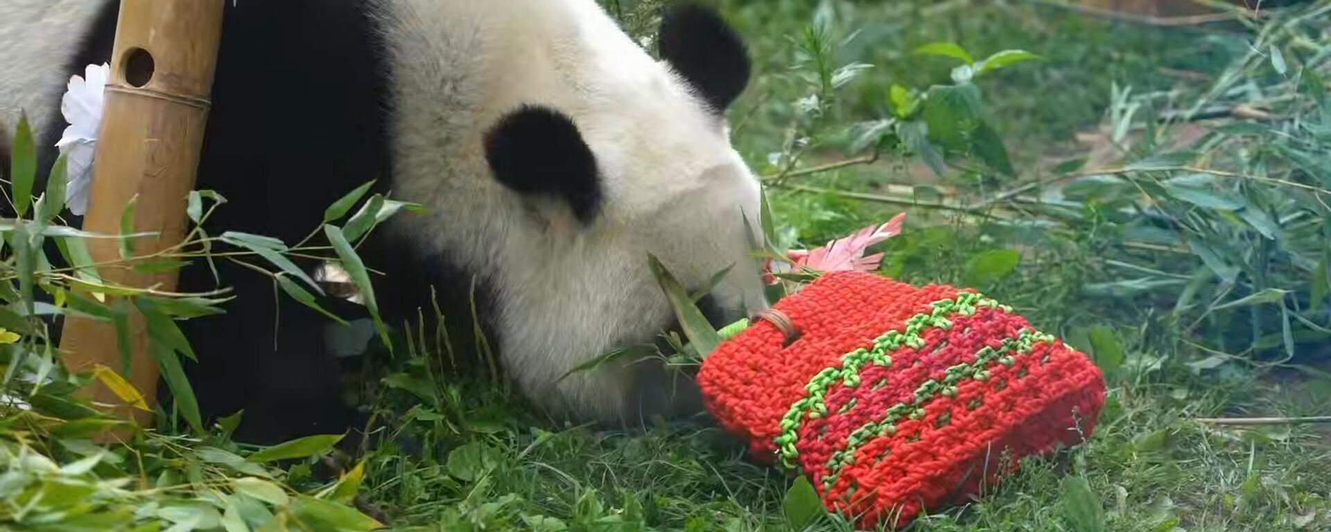 莫斯科動物園熊貓卡秋莎收到一份美食禮物 - 俄羅斯衛星通訊社, 1920, 30.08.2026