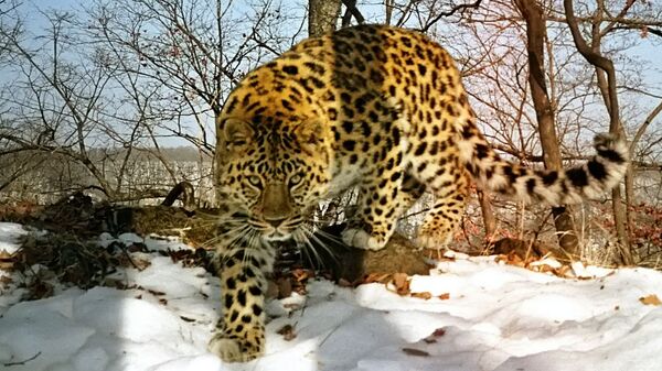 远东豹 - 俄罗斯卫星通讯社