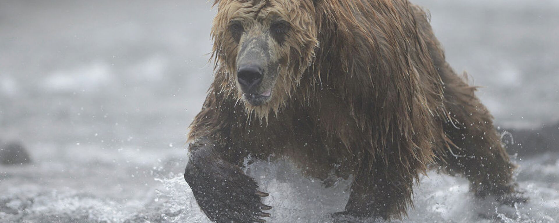在阿穆爾州茲納緬卡村一隻棕熊襲擊了兩名獵人 - 俄羅斯衛星通訊社, 1920, 14.05.2021