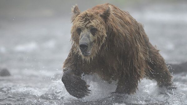 在阿穆尔州兹纳缅卡村一只棕熊袭击了两名猎人 - 俄罗斯卫星通讯社