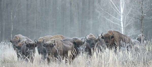 为补充高加索生物种群瑞典野牛被引入俄罗斯 - 俄罗斯卫星通讯社