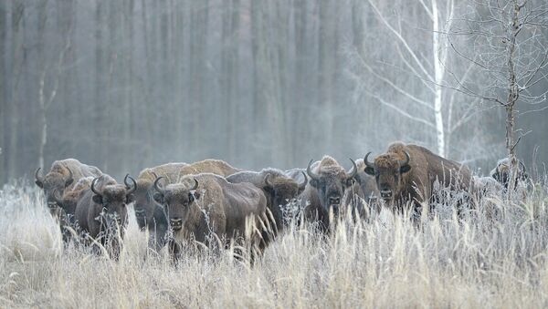 為補充高加索生物種群瑞典野牛被引入俄羅斯 - 俄羅斯衛星通訊社