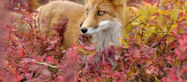 堪察加 - 俄罗斯卫星通讯社