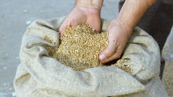 叙利亚从俄方收到8.1万吨小麦的人道主义援助 - 俄罗斯卫星通讯社