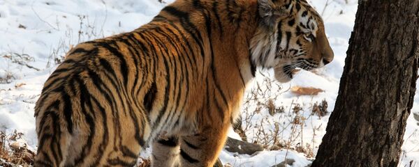 老虎“乌斯金”被捕获并送到滨海边疆区一家康复中心 - 俄罗斯卫星通讯社