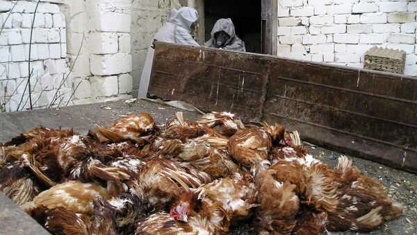 日本西南部發現禽流感病毒 4.2萬只雞將被撲殺 - 俄羅斯衛星通訊社