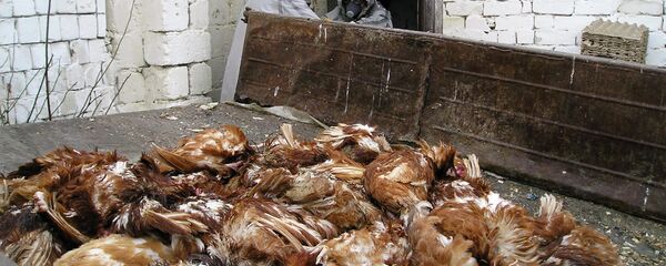 在廣東已有30人患上禽流感 在廣東已有30人患上禽流感 - 俄羅斯衛星通訊社