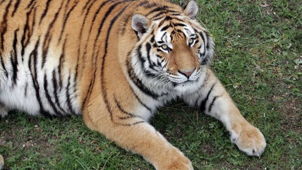 吃掉3只老虎的中国商人获刑13年 - 俄罗斯卫星通讯社